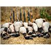 Image 4 : 1-Day SE Michigan Early Goose Hunt September 28th for Two (2) Hunters