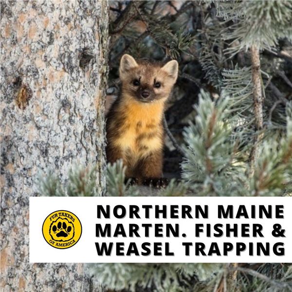 6-Day Maine Fisher, Marten & Weasel Trapping for One (1)