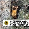 Image 1 : 6-Day Maine Fisher, Marten & Weasel Trapping for One (1)