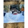 Image 8 : Tanned Montana Wolf Hide Package Trapped by Paul Antczak of History Channel's Mountain Men Show