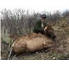 Image 1 : Utah Guided Cow Elk Hunt