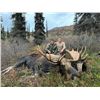 Image 1 : Alaska Moose Guided for 1 Hunter