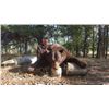 Image 3 : 2 Black Bear Hunt in Alberta