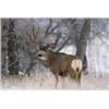 Image 1 : Alberta Mule Deer Hunt