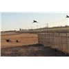 Image 2 : Nebraska Waterfowl / Upland Bird Combo Hunt for 2 hunters