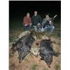 Image 7 : Thermal Hog & Coyote Hunt for 2 Hunters in SW Oklahoma