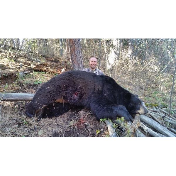 Wyoming Spring Black Bear Hunt