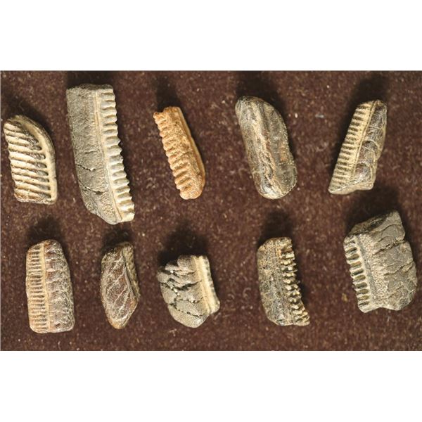 10 SHARK SKATE'S TEETH PLATES FROM THE MIOCENE