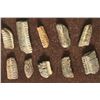 Image 1 : 10 SHARK SKATE'S TEETH PLATES FROM THE MIOCENE