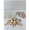 Image 1 : Seashells