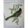 Image 2 : Framed "Trogon Ambiguus" Bird Print. NO SHIPPING. Approx. 22" x 25 1/2"