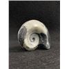 Image 1 : Genuine Ammonite Agoniatite Fossil Speciman MSRP $500