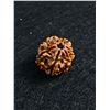 Image 2 : Genuine Natural 7 Face Rudraksa MSRP $ 900.00