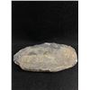 Image 2 : Genuine Orthoceras Fossil Display. MSRP $1200.00