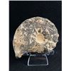 Image 2 : Ammonite Apophylite Specimen. Marocco. MSRP $800.00