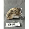 Image 2 : Genuine Ammonite Agoniatite Fossil Specimen. MSRP $700.00