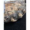 Image 2 : Genuine Ammonite Agroniatite Fossil Specimen. MSRP $700.00