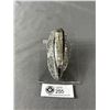 Image 1 : Orthoceras Fossil In Matrix Specimen. MSRP $480.88