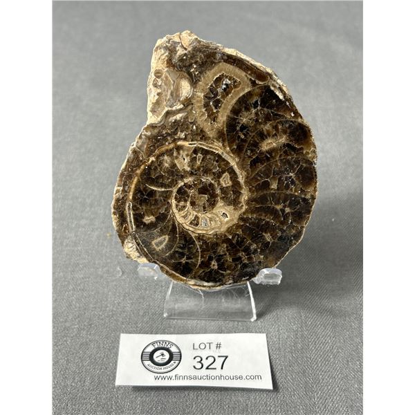 Genuine Ammonite Agoniatite Fossil Specimen. MSRP $700.00