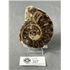 Image 1 : Genuine Ammonite Agoniatite Fossil Specimen. MSRP $700.00