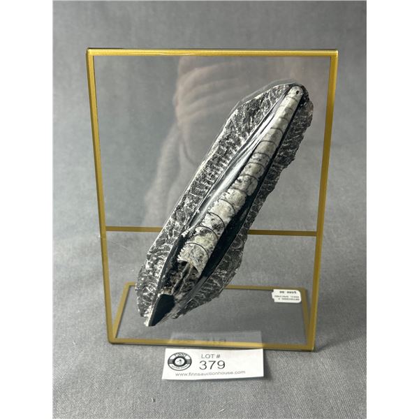 Orthoceras Fossil Specimen. MSRP $800.00