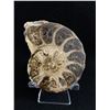 Image 1 : Ammonite Fossil MSRP $480.00