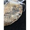 Image 2 : Ammonite Fossil MSRP $480.00