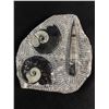 Image 1 : Ammonite Orthoceras Fossil Plaque. MSRP $1200.00