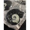 Image 2 : Ammonite Orthoceras Fossil Plaque. MSRP $1200.00