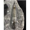 Image 3 : Ammonite Orthoceras Fossil Plaque. MSRP $1200.00