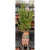 Image 1 : NEWLY ASSEMBLED 6FT CROSOFMI OLIVE TREE - 1 TREE