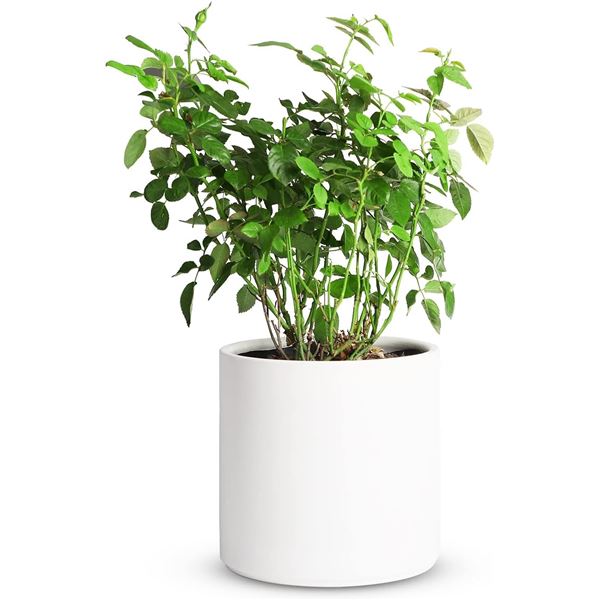 NEW MOZING 10 X 10" WHITE CERAMIC PLANTER, ROUND