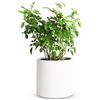 Image 1 : NEW MOZING 10 X 10" WHITE CERAMIC PLANTER, ROUND