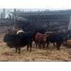 Image 2 : Vincent Boisvert - 34 Mâles castrés 721 lb