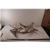 Image 1 : Antler Sheds - Various Condition