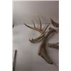 Image 2 : Antler Sheds - Various Condition