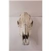 Image 2 : Cow Skull