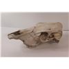 Image 4 : Cow Skull