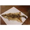 Image 1 : Coyote Pelt