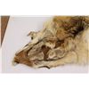 Image 2 : Coyote Pelt