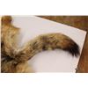 Image 3 : Coyote Pelt