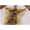 Image 4 : Coyote Pelt