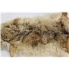 Image 5 : Coyote Pelt