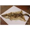 Image 6 : Coyote Pelt