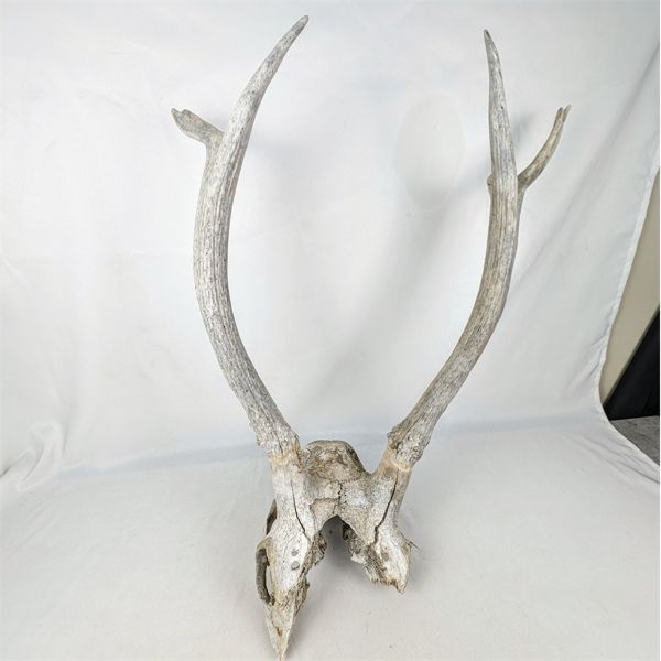 Vintage Elk Antlers 24" x 22"
