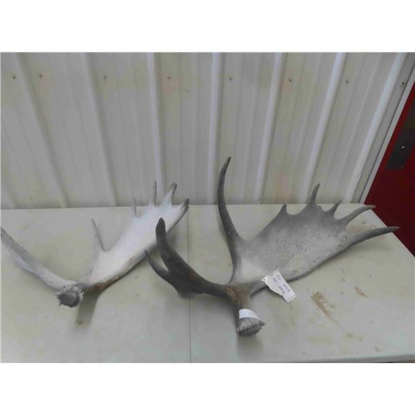 2 Moose Horn Sheds