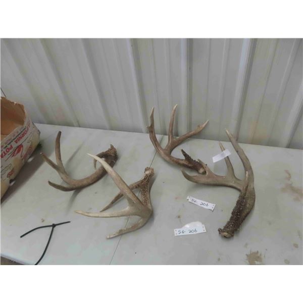 4 Deer Antler Sheds