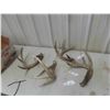 Image 1 : 4 Deer Antler Sheds