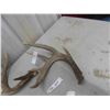 Image 2 : 4 Deer Antler Sheds