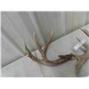 Image 3 : 4 Deer Antler Sheds